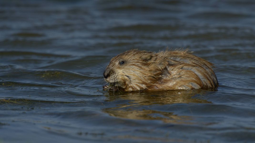 Ein Bisamratten-Junges im Wasser.