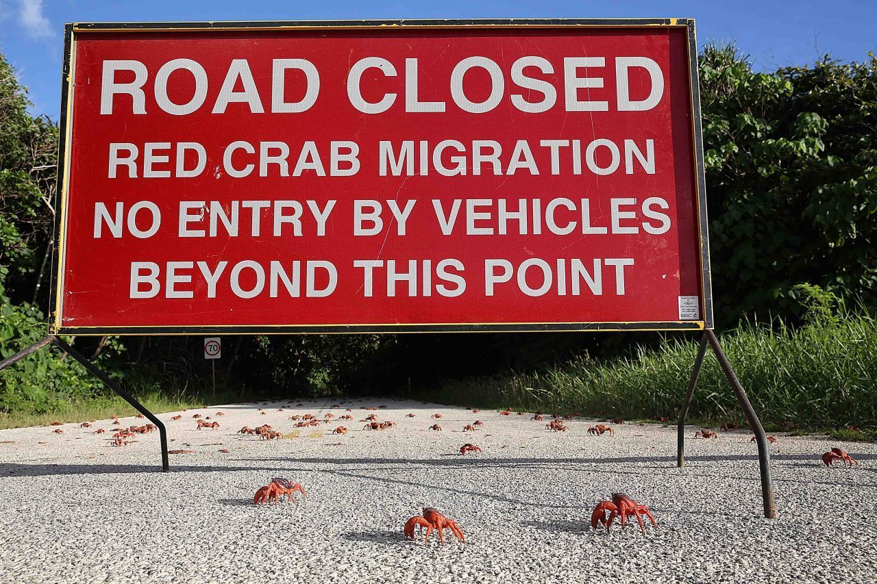 Auch Autos können den Krabben gefährlich werden. Deswegen werden viele Straßen gesperrt.