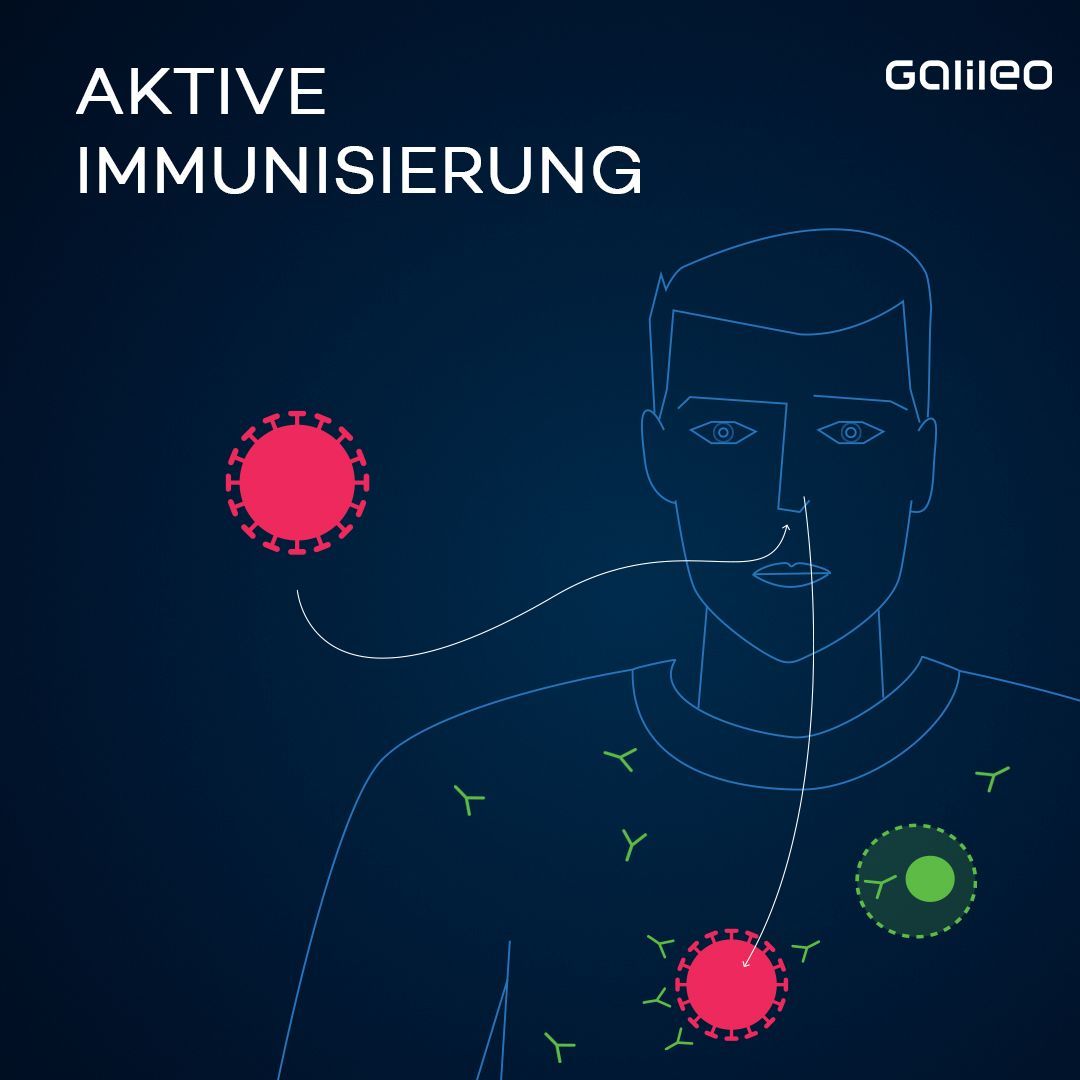 … und aktivieren bei erneutem Erreger-Kontakt schnell das Immunsystem. Neue Antikörper werden gebildet. Diese binden sich an den Erreger und markieren ihn, sodass …