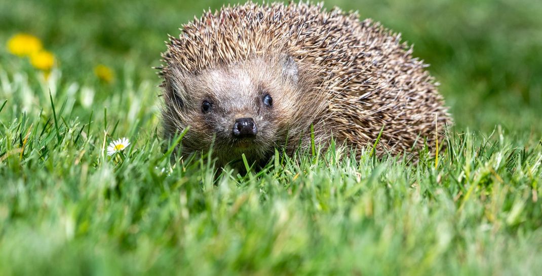 Ob Igel das Bornavirus auf Menschen übertragen kann, ist derzeit noch unklar.