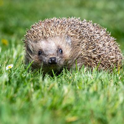 Igel