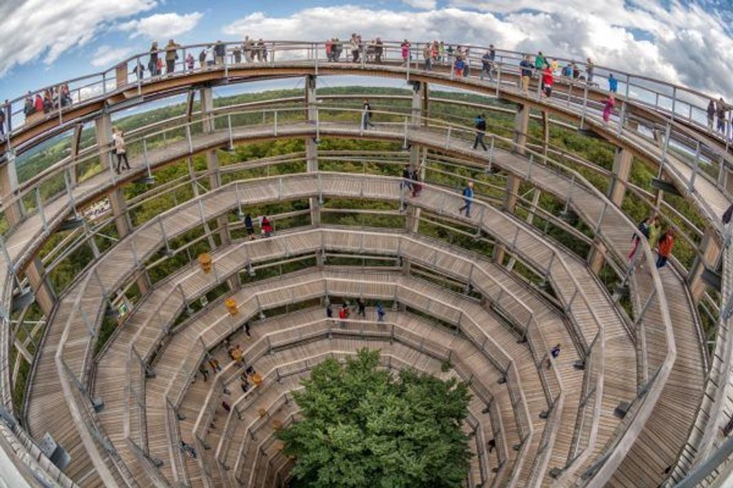 Da machst du Kreislauf! Die Holz-Stege winden sich in die Höhe, in der Mitte steht eine Buche.