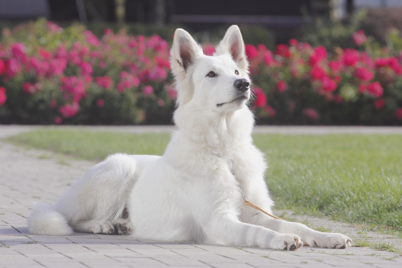 Auch die Ohren sind ein guter Indikator für die Stimmung des Hundes: Sind sie aufgestellt, ist der Hund aufmerksam. Fest angepresste Ohren weisen darauf hin, dass der Hund sich unterwirft. Ist der Hund entspannt, sind die Ohren locker angelegt.