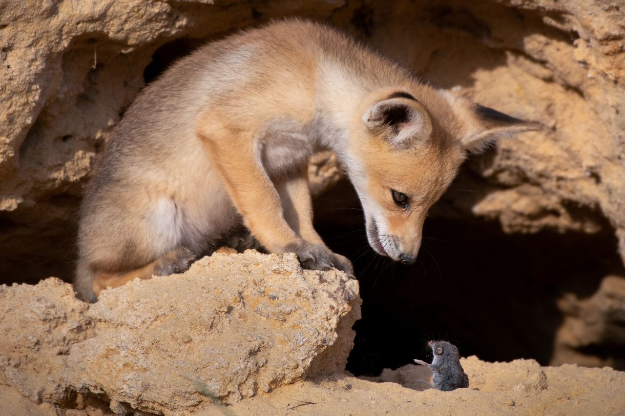 "Tough negotiations": Es waren offenbar harte Verhandlungen in Israel - zwischen dem Fuchs und dem potentiellen Beutetier.