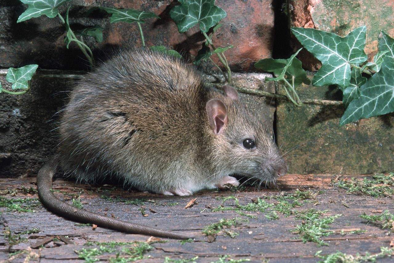 Ratte Steckbrief, Merkmale, Haustier & Co. Galileo