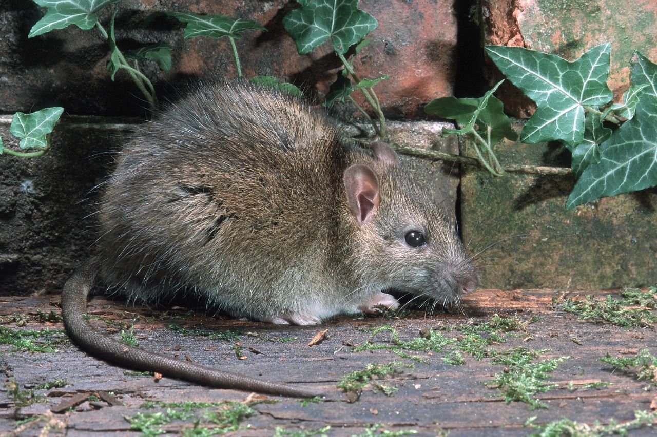 Wanderratten sind größer und schwerer als die seltener vorkommenden Hausratten. Zudem haben sie einen eckigen Schädel und eine stumpfe Schnauze. Auffällig ist auch der dicke Schwanz, der 163 bis 205 Schuppenringe besitzt und im Normalfall kürzer als der Körper ist. Die Fellfarbe variiert – je nach Alter der Tiere – zwischen grau-braun, rötlich-braun und schwarz-braun, die Bauchseite bleibt grau-weiß.     
