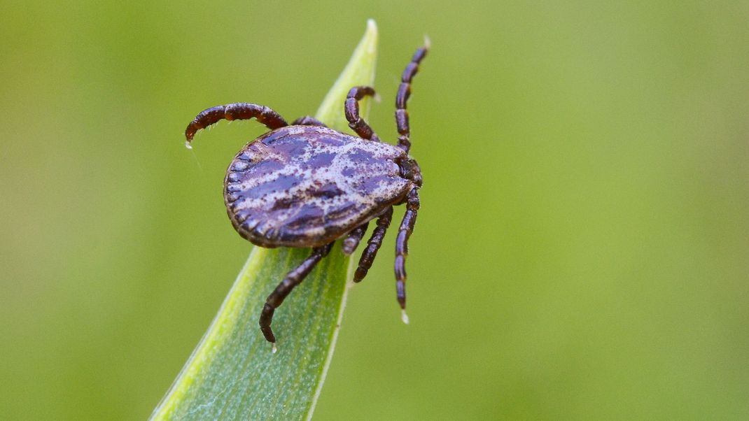 Natürlicher Zeckenschutz im Garten: 5 Pflanzen, die Zecken effektiv fernhalten und vor Bissen schützen