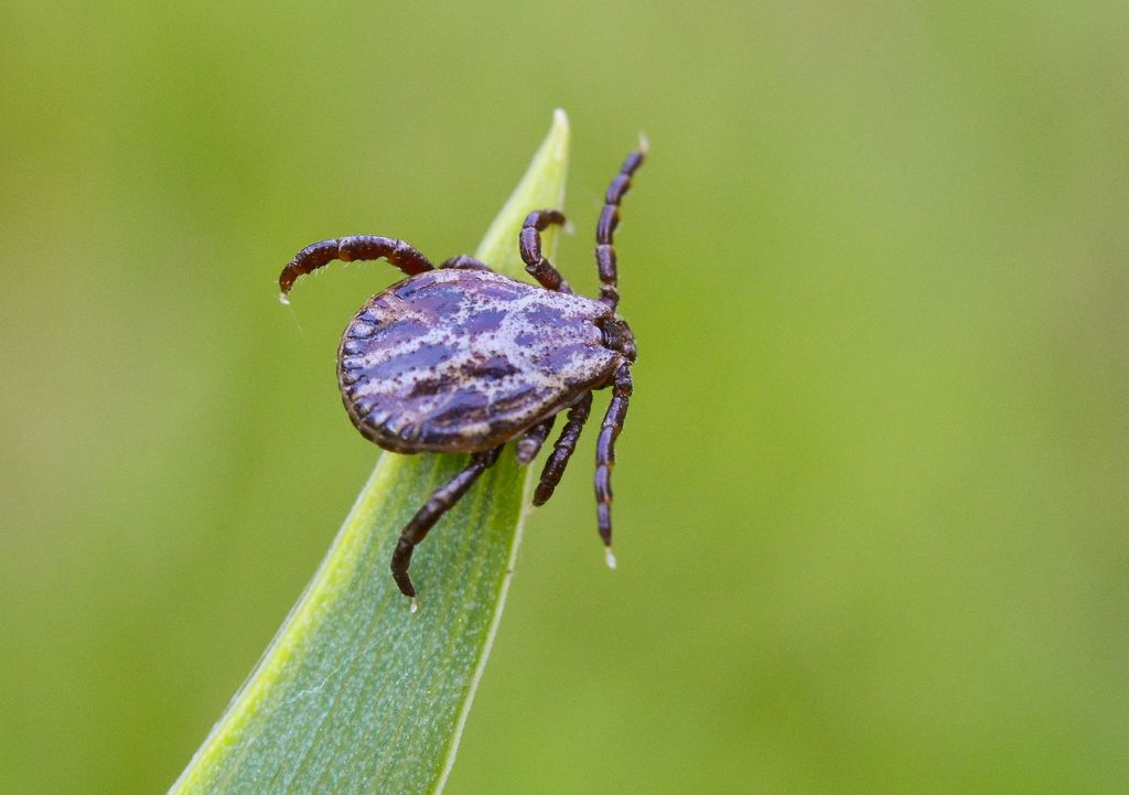 Natürlicher Zeckenschutz im Garten 5 Pflanzen, die Zecken effektiv