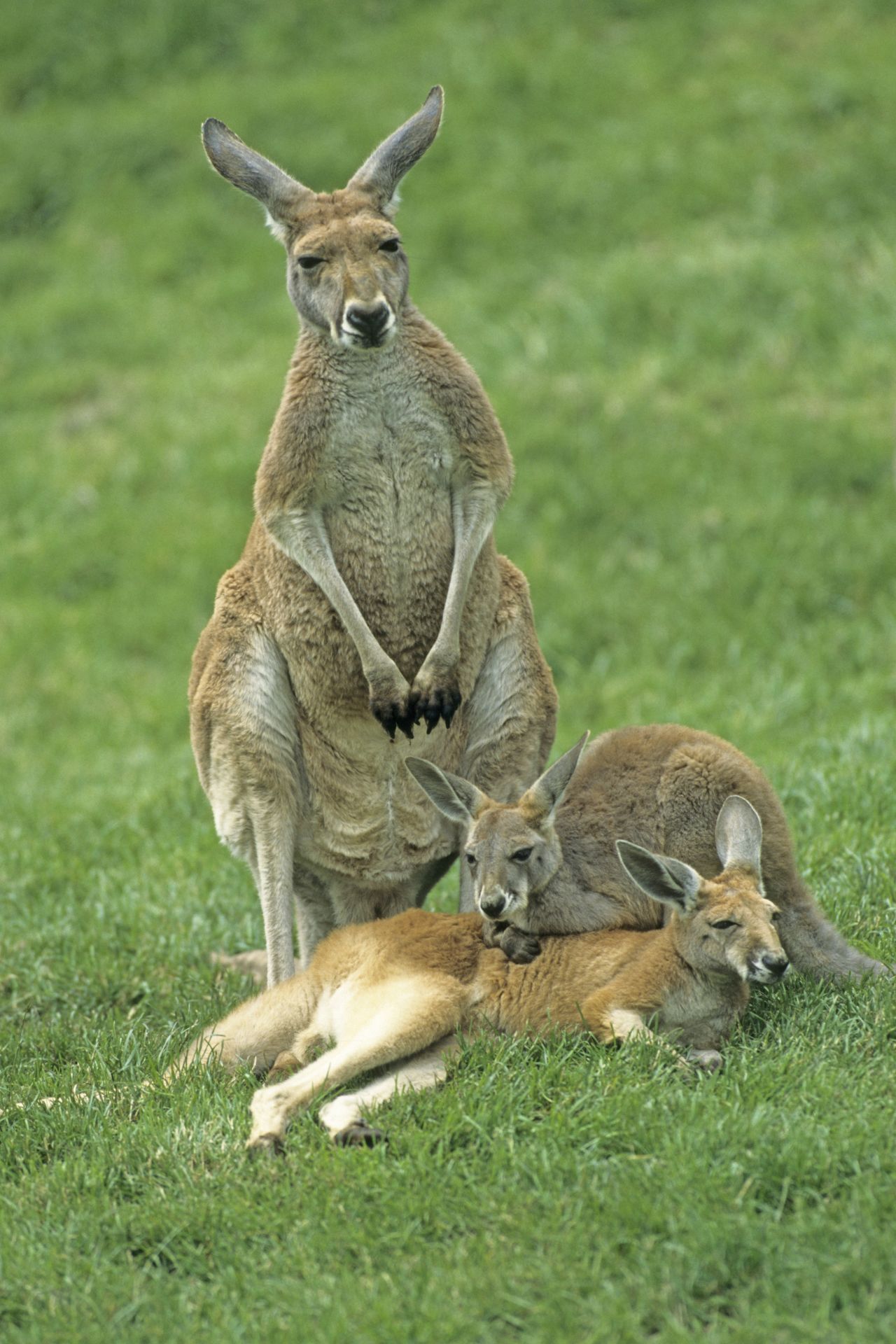 Kängurus in Australien fressen absichtlich Mohn. High vom enthaltenen Morphin, hüpfen sie anschließend im Kreis herum. 
