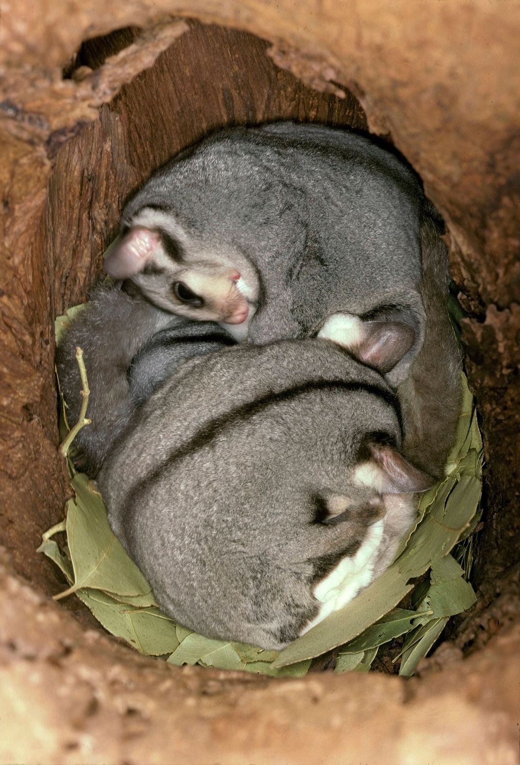 Eine Gruppe von Sugar Glidern schläft in ihrem Nest aus Blättern.