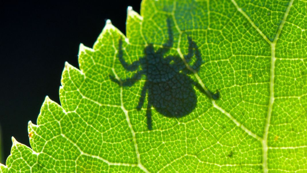 Im Gegenlicht ist der Schatten einer Zecke auf einem Blatt zu sehen. 