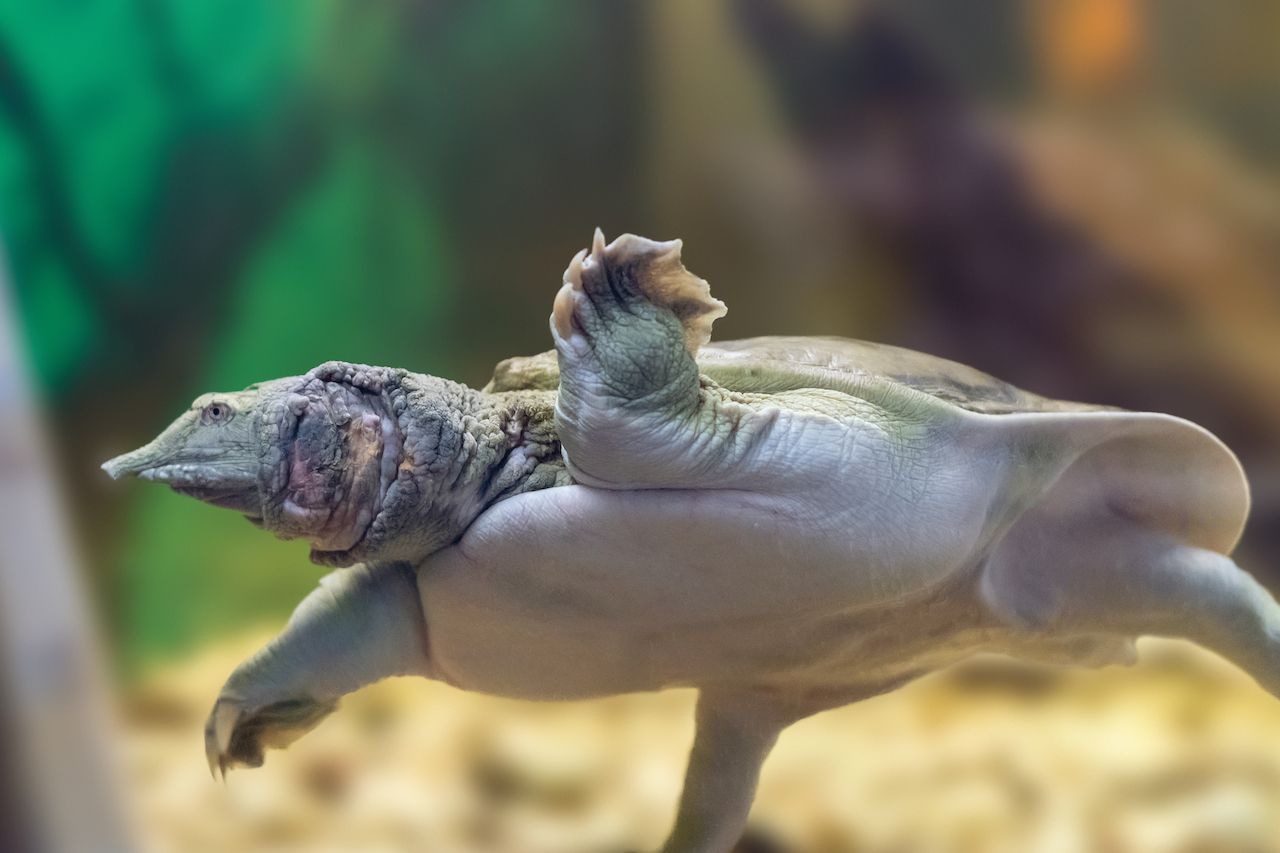 Eine Mischung aus Schweins- und Krokodilnase besitzt die Weichschildkröte. Zum Atmen schiebt sie ihre Nase an die Wasseroberfläche.