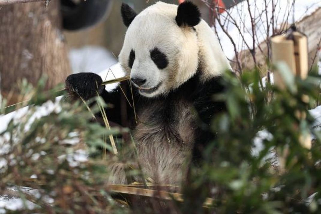 Die Vegetarier unter den Bären: Pandas brauchen bis zu 40 Kilo Bambus am Tag - mit der Nahrungsaufnahme sind sie 10 bis 16 Stunden beschäftigt.