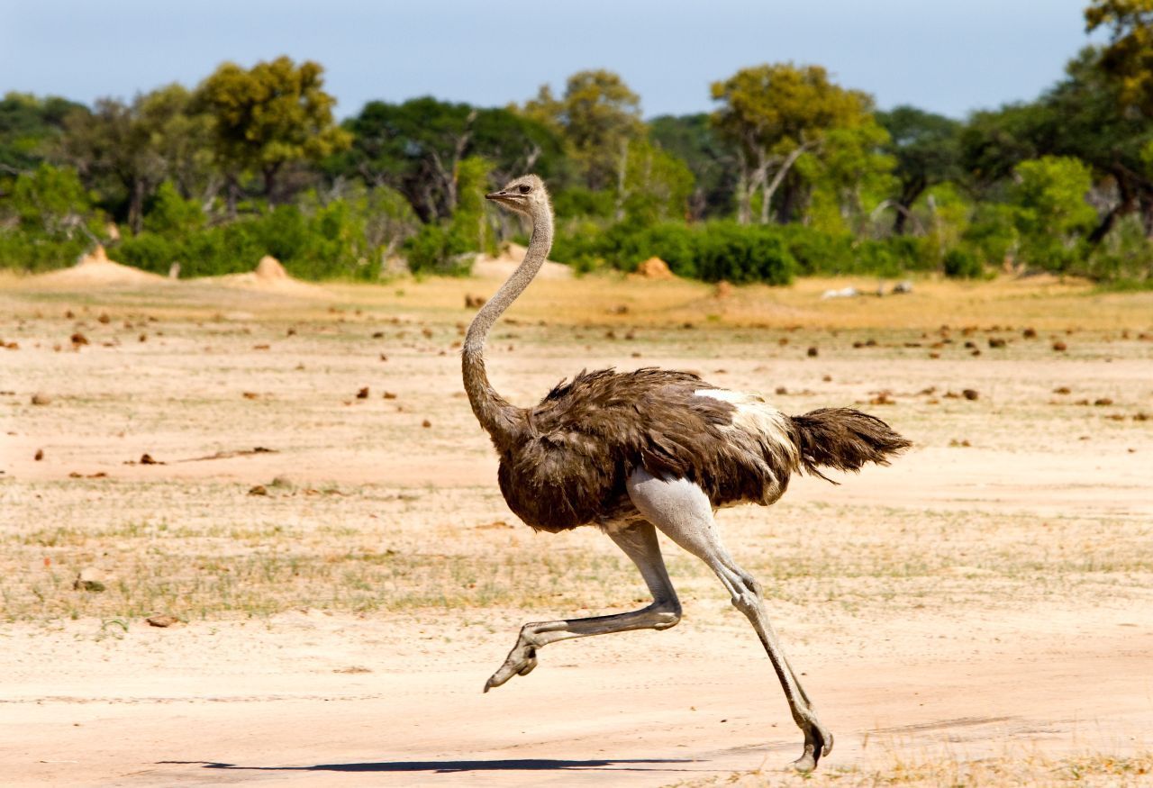 Ein komischer Vogel - Sträuße haben zwar keine Flügel, dafür aber lange Stelzen, mit denen die rund 2,5 Meter großen Riesen-Vögel bis zu 70 km/h schnell rennen.