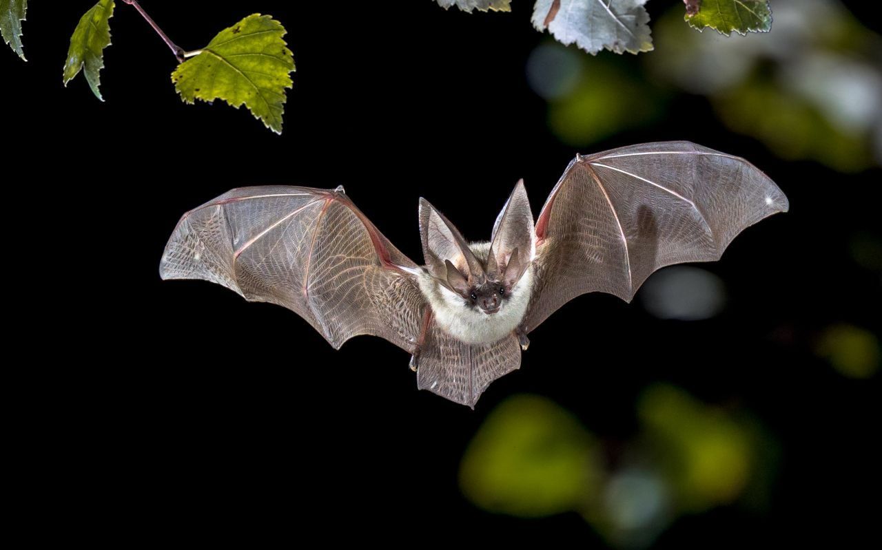 Die Graue Langohrfledermaus hat besonders große Ohren. Sie fliegt über Wäldern und sammelt Käfer und Motten von Blättern.