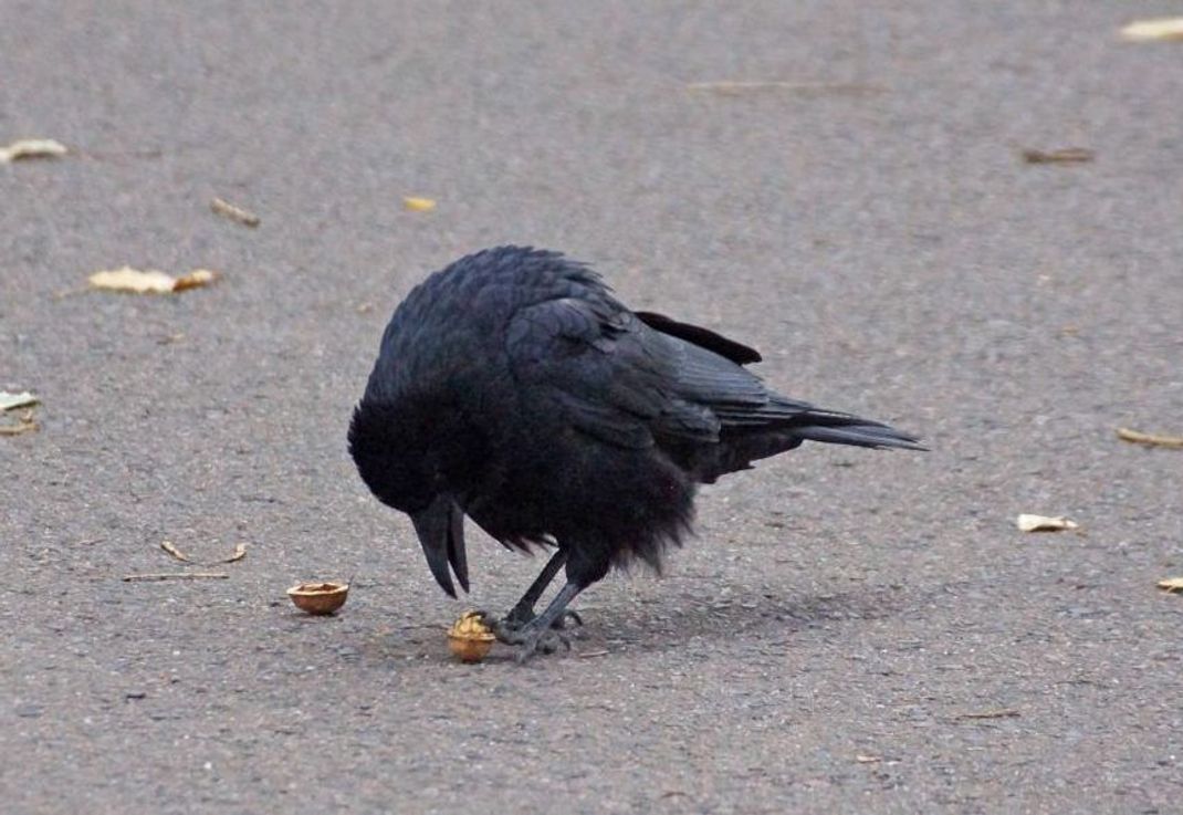 Krähen werfen Nüsse auf die Straße, damit die Autos sie beim Drüberrollen knacken. Dabei wählen sie Zebrastreifen und Ampeln. Hier halten die Autos an - und die Tiere können ihr Futter unversehrt holen.