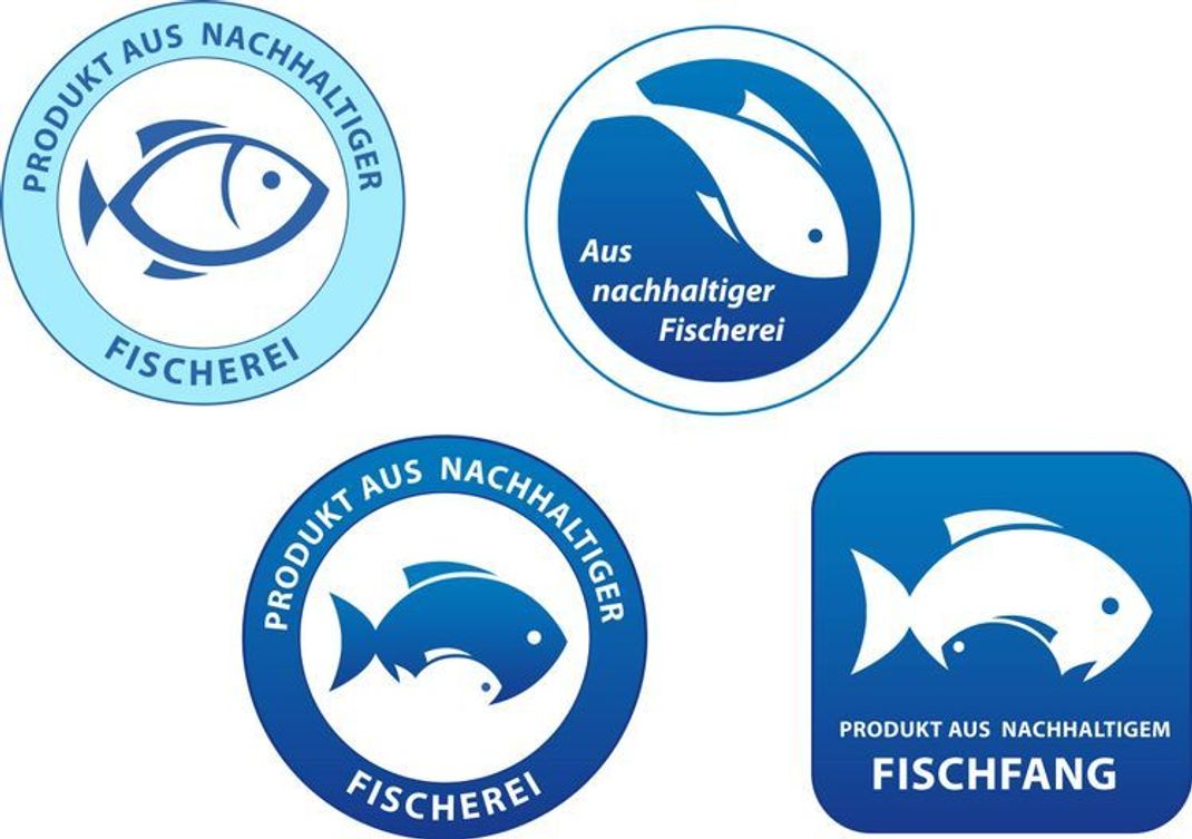 Fischratgeber helfen: So geht dir nachhaltiger Fisch ins Netz