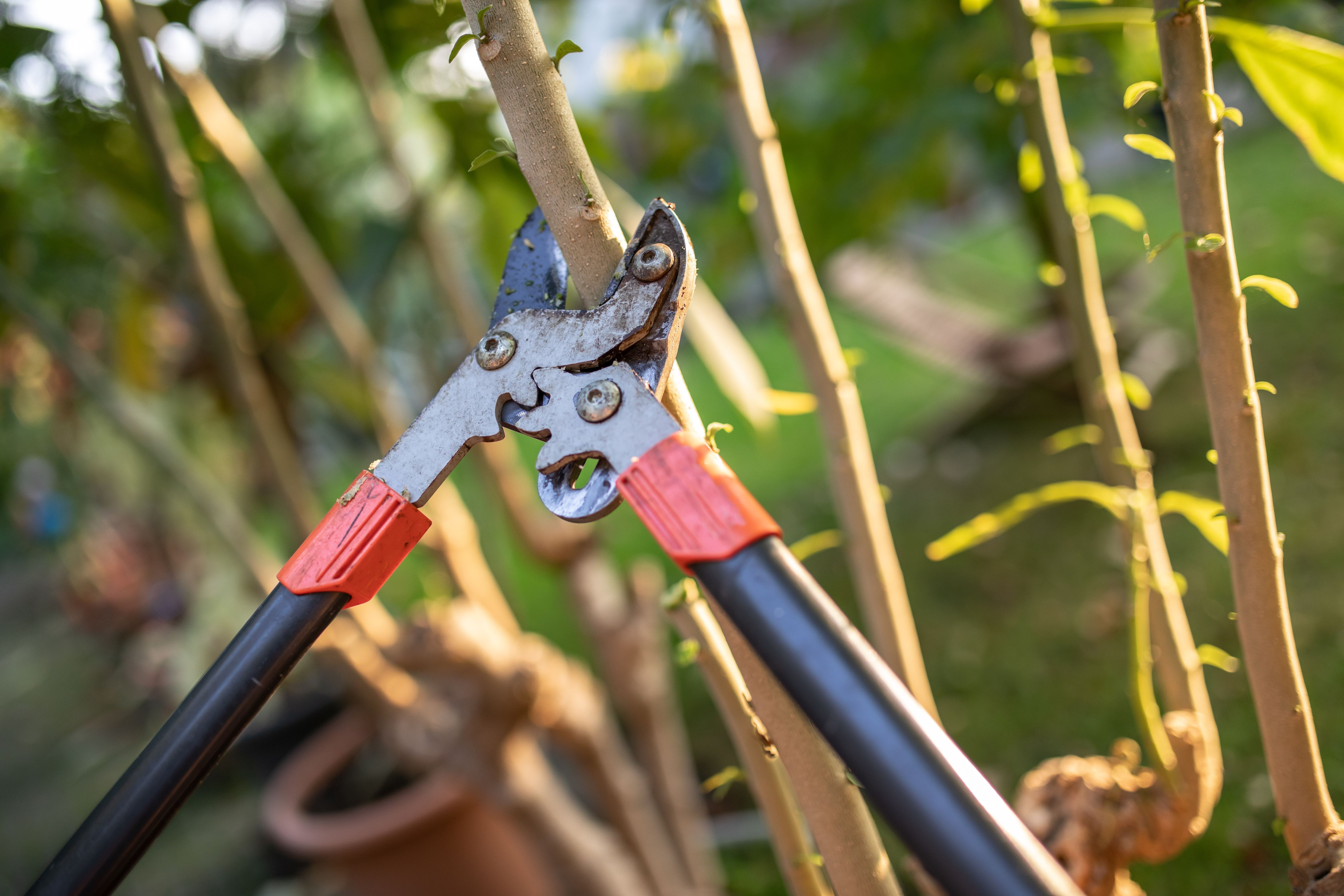 Bei dickeren Ästen reicht die Gartenschere nicht mehr aus und die Astschere kommt zum Einsatz. Durch die langen Scherenarme können Sie mit der Hebelwirkung große Kraft auf das Holz ausüben.