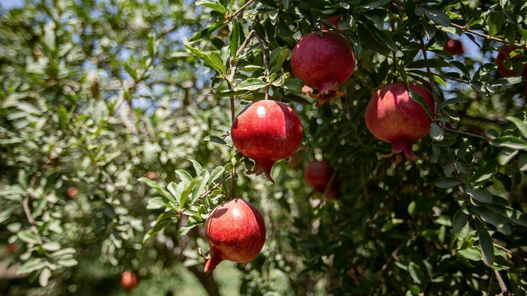 In Deutschland werden die Granatäpfel über die Wintermonate vor allem von Spanien oder der Türkei importiert.