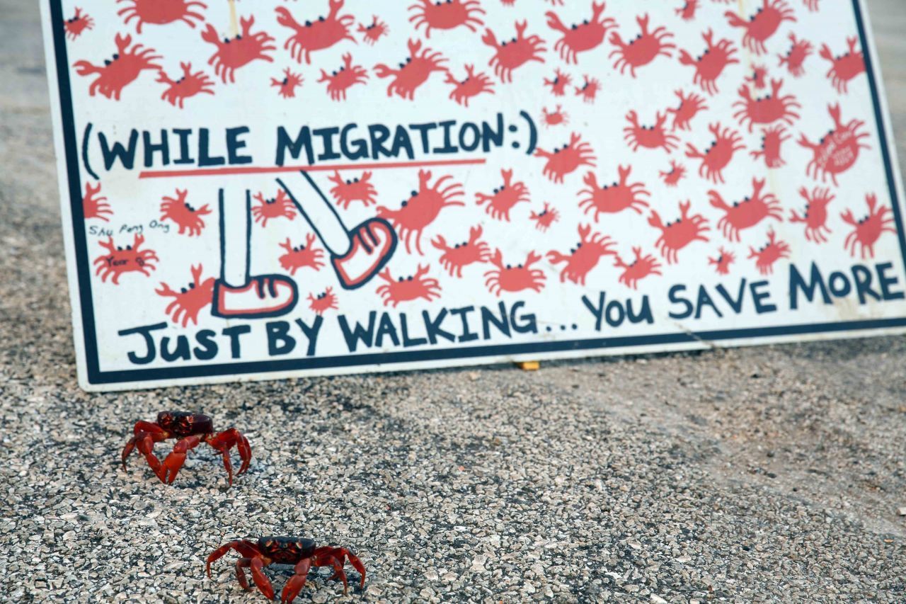 Mit Schildern wird darauf hingewiesen, dass Einheimische und Touristen die Schalentiere schützen können, indem sie sich nur zu Fuß fortbewegen.