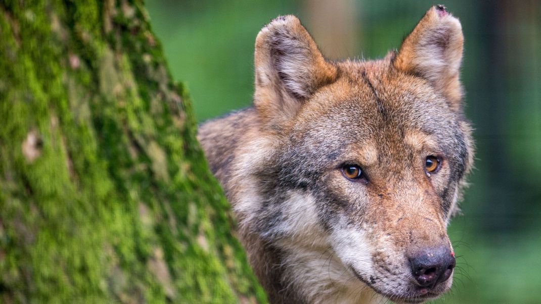 In Mönchengladbach wurde ein Husky mit einem Wolf verwechselt.