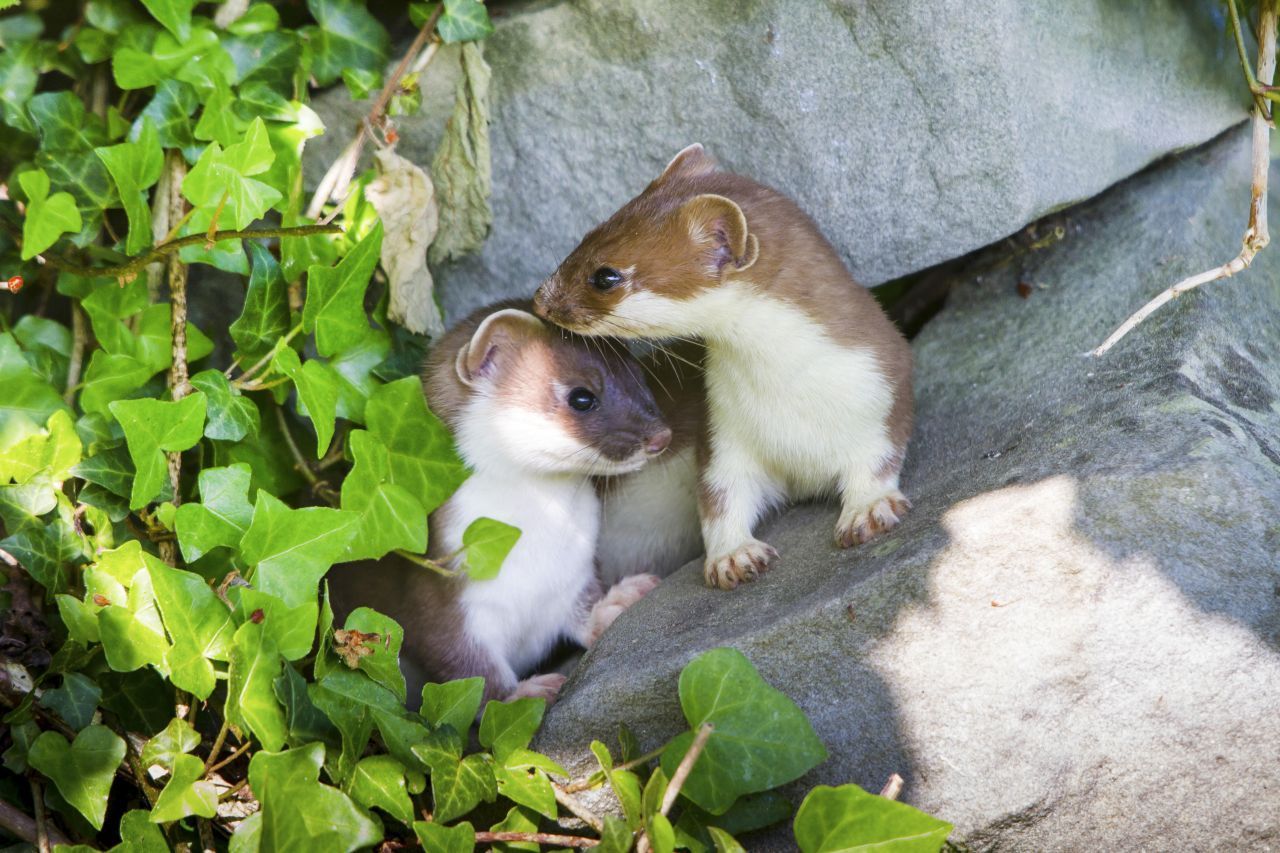 Dating im Sommer: Hermeline sind Einzelgänger und finden nur zur Paarung im Spätfrühling und Sommer zusammen. Weibchen verbleiben dabei im Revier. Männchen wandern auf der Suche nach einer Partnerin. Reviere von Männchen und Weibchen können überlappen. Das gleiche Geschlecht teilt sich kein Revier.