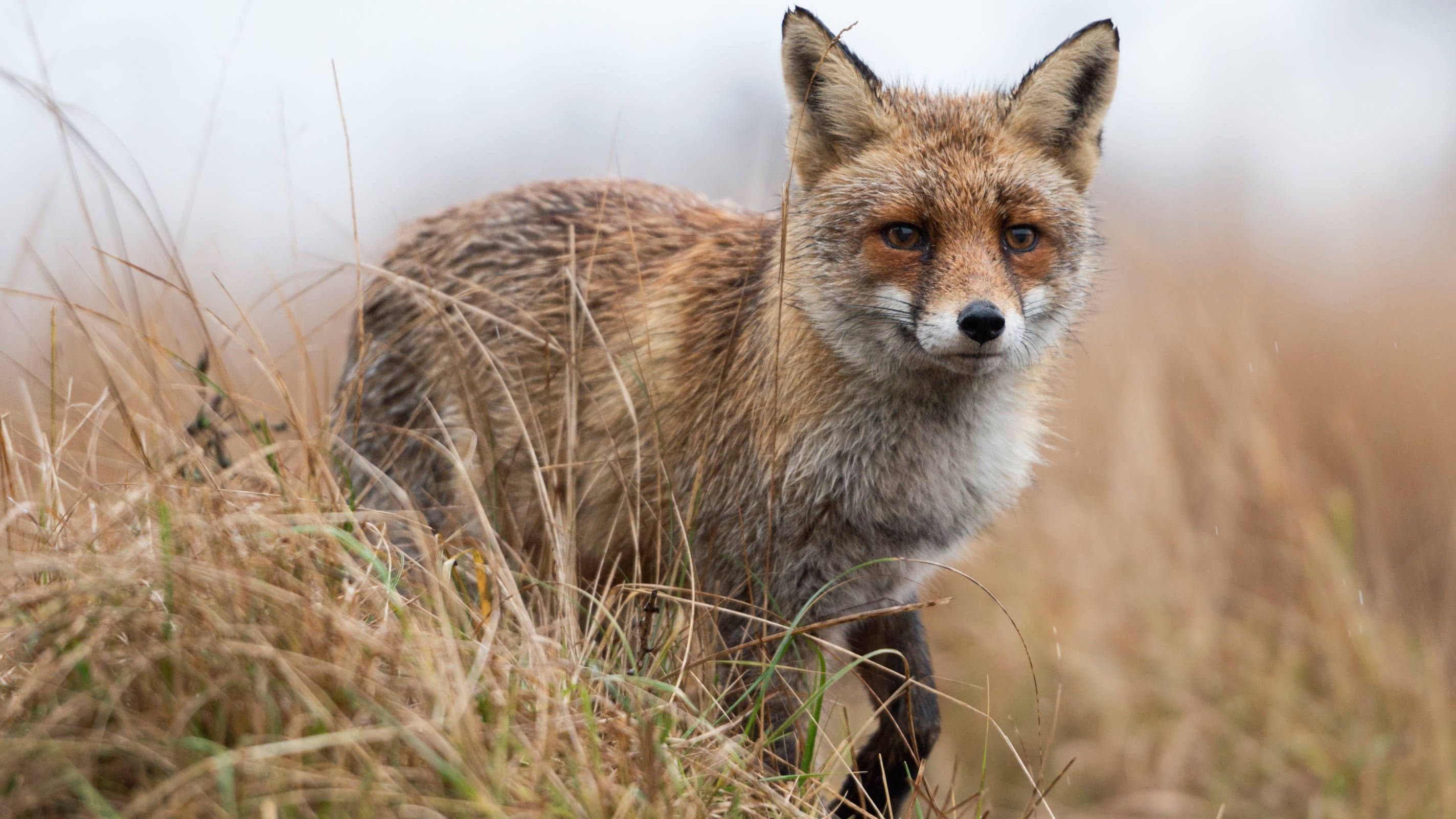 Wo ist er denn? Der Rotfuchs ist im Sumpfgebiet perfekt getarnt.