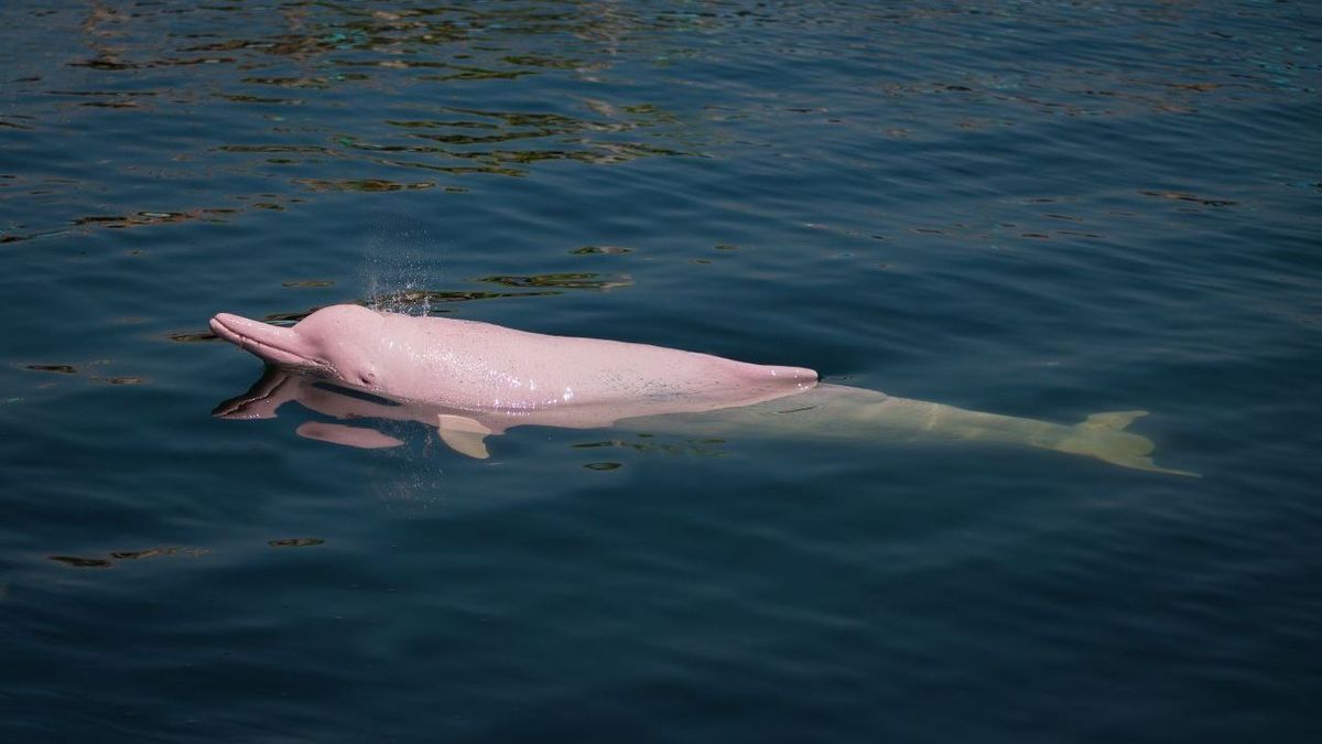 Pinker Delfin Im Wasser