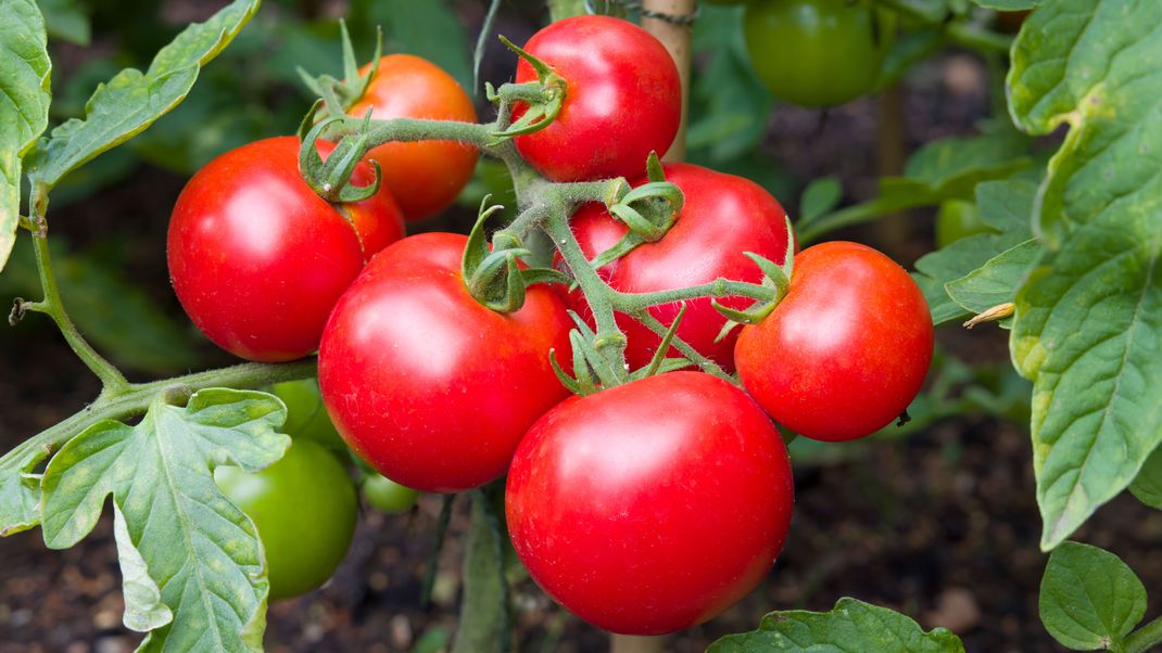 Tomaten enthalten natürliche Alpha-Liponsäure