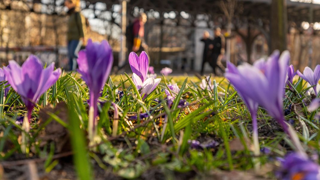 Am Freitag (16. Februar) meldet sich der Frühling in Deutschland an und beschert zusätzlich Blutregen.