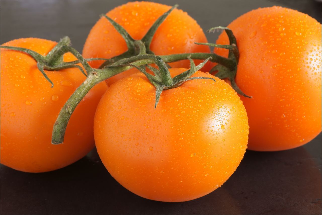 Die "Auriga" gehört zu den deutschen Tomaten-Sorten. Sie ist leuchtend orange und ziemlich robust. Außerdem eignet sich die Tomate durch einen niedrigen Säuregehalt gut für Menschen mit empfindlichem Magen.