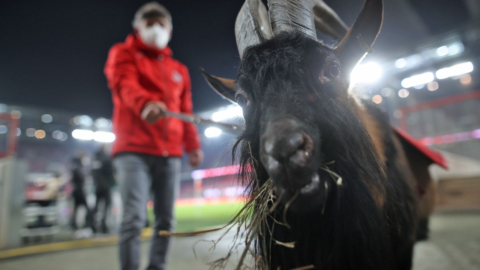 
                <strong>Platz 3: 1. FC Köln - Hennes</strong><br>
                Wie Hennes, ein waschechter Geißbock! Es ist bereits die neunte Ziege, die dem 1. FC Köln am Spielfeldrand die Hörner drückt. Allerdings hatte es sein Vorgänger, Hennes der Achte, nicht so leicht. 2015 packte ihn Ex-Effzeh-Stürmer Anthony Ujah beim Torjubel an beiden Hörnern. Ein Aufschrei ging durch die Republik. Weil alle Hennes kennen und ihn mögen.
              