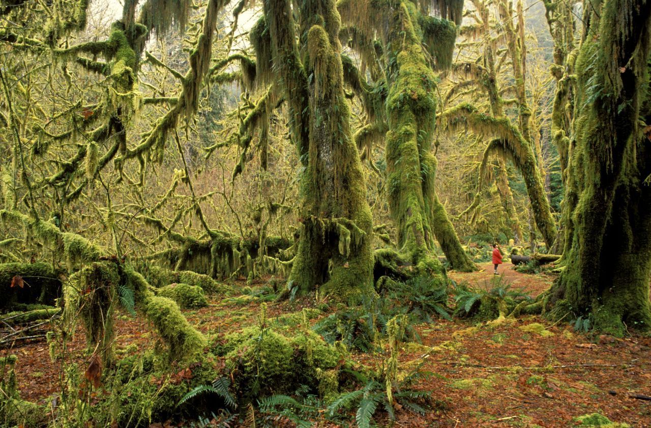 Das Klima im märchenhaften Hoh-Regenwald bei Washington ist so feucht, dass Moos die riesigen Bäume überwuchert. Hier soll ein geheimes Naturvolk im Verborgenen leben.