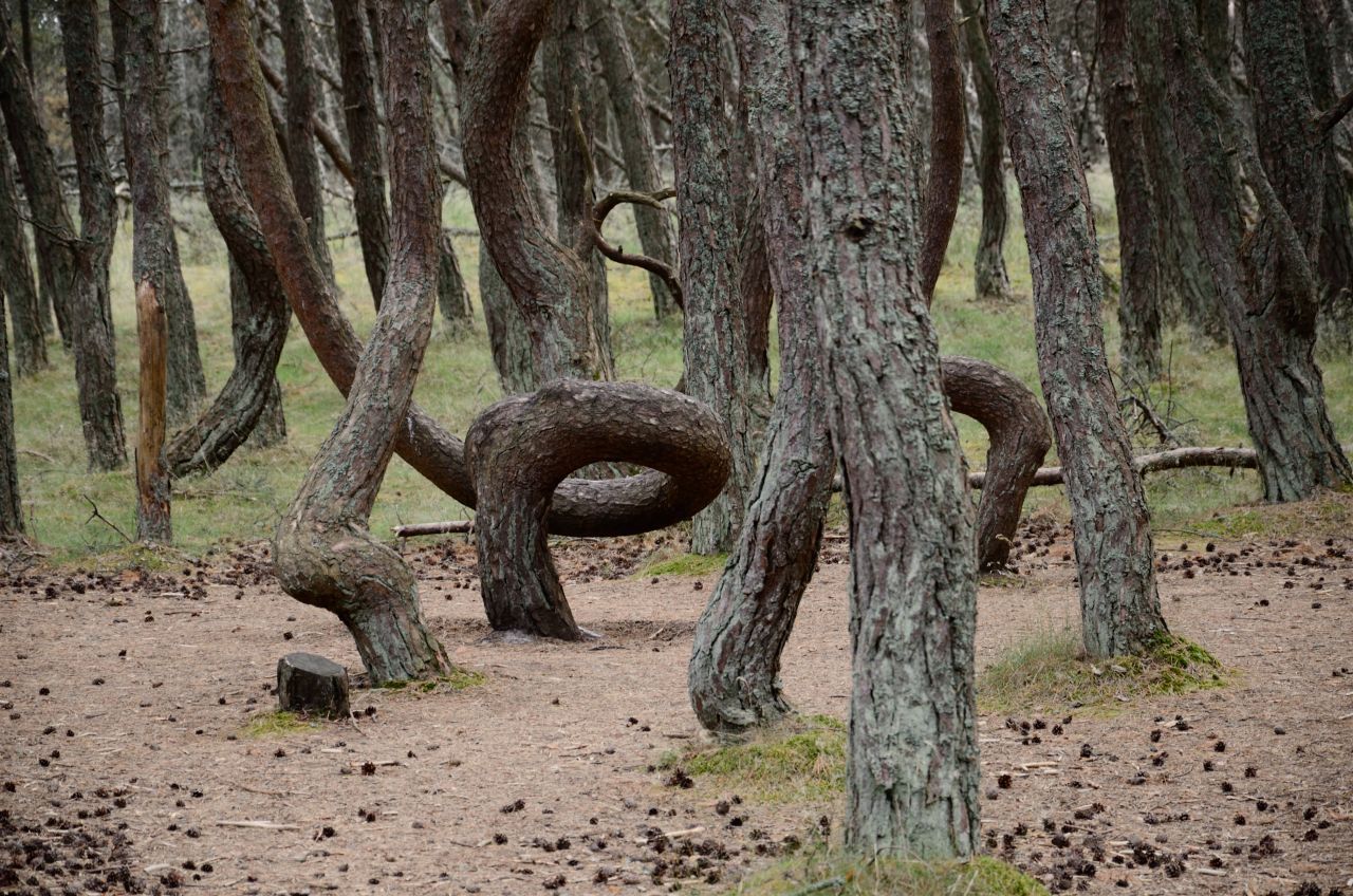 Auch bei diesem sogenannten "Tanzenden Wald" beim russischen Kaliningrad geht es nicht mit rechten Dingen zu: Niemand weiß, warum die Kiefern so spiralenförmig verdreht sind. Es heißt, die Bäume würden des nachts ein Eigenleben führen und tanzen, um dann beim Morgengrauen in ihrer Bewegung zu erstarren.