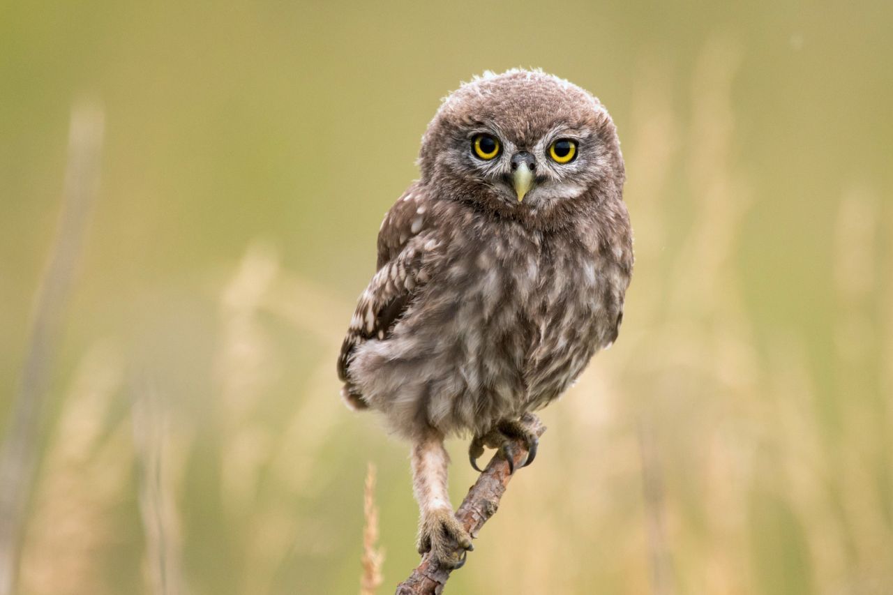 Der kleine Steinkauz mag es eher lichter - Parks und Obstwiesen sind perfekt. Etwa 8.000 Brutpaare wohnen dort. Fliegen muss nicht sein: Oft rennt der kleine Vogel am Boden.