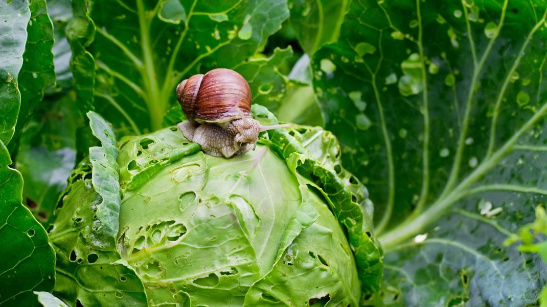 Schneckenplage im Garten? Tipps und Tricks, um Schnecken sanft, aber effektiv loszuwerden und deine Pflanzen zu schützen.