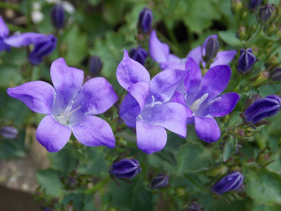 Gestalten Sie Ihren Außenbereich farblich und was die Blumensorten betrifft so, wie Sie es sich vorstellen. Auch die Glockenblume macht sich gut am Hang.