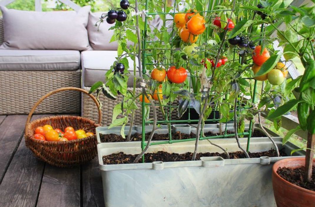 Urban Gardening – Was hat es mit dem Gartenbau in der Stadt auf sich?