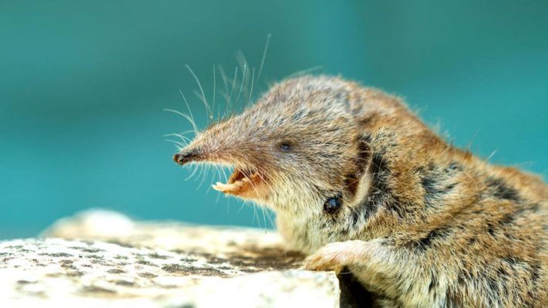 Die Spitzmaus ist kein Nagetier, sondern gehört zu den Insektenfressern.