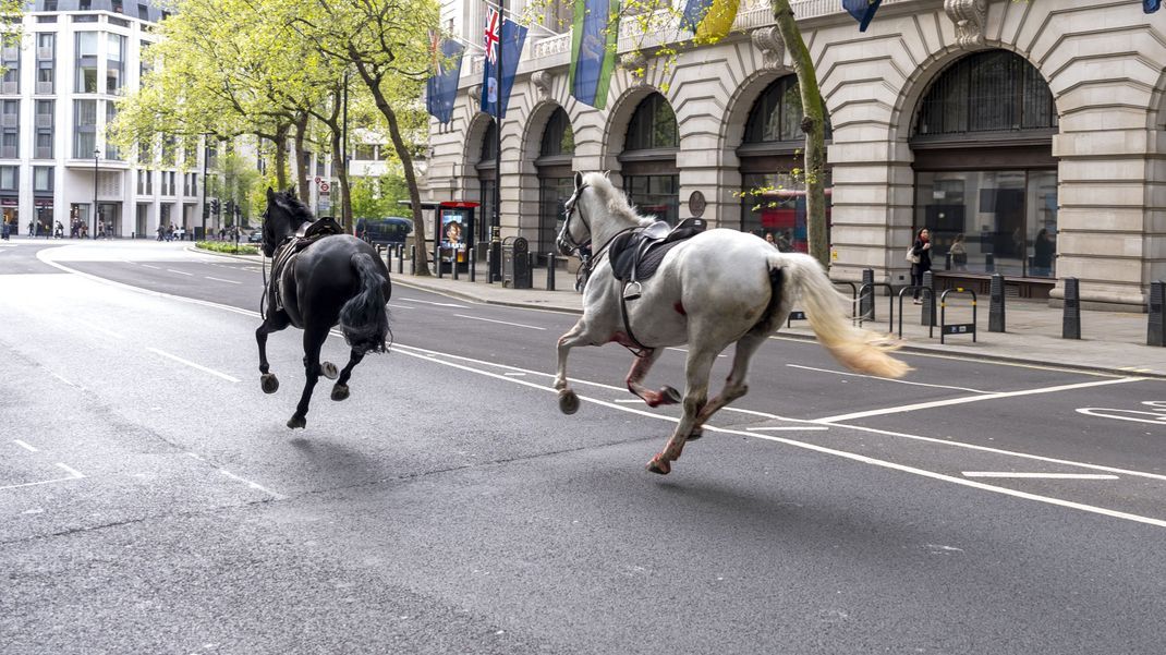 Großbritannien, London: Zwei Pferde laufen durch die Straßen von London in der Nähe von Aldwych. 
