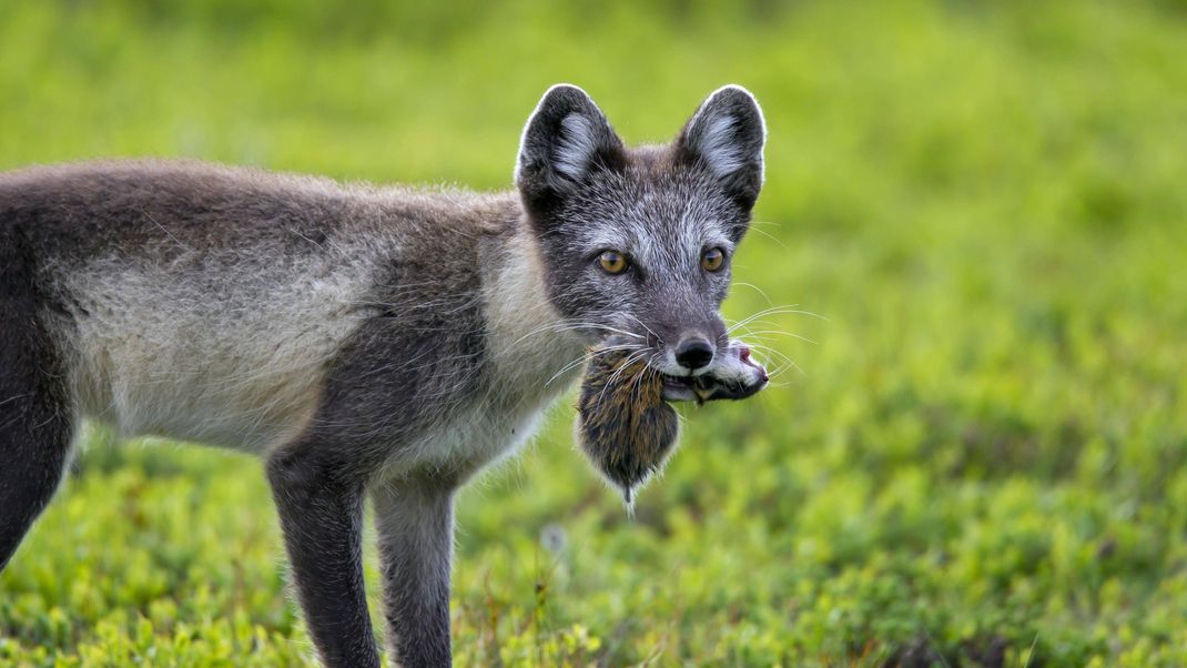 Ein Polarfuchs trägt seine Beute im Maul - einen Lemming.