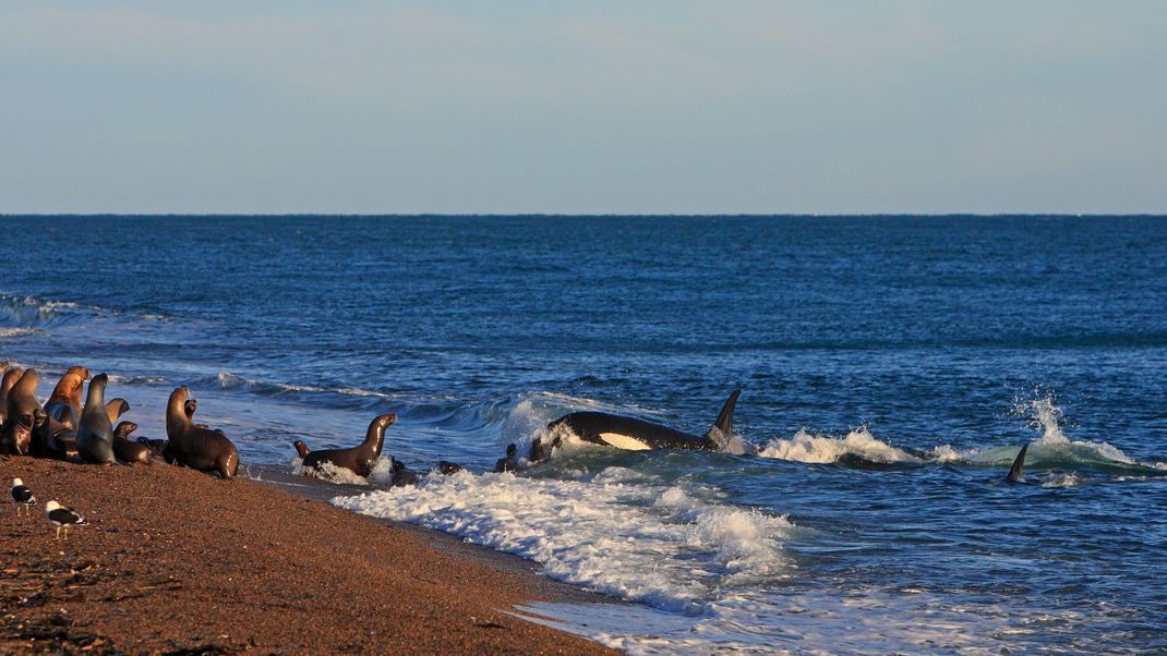 Orcas sind geschickte Jäger. An Argentiniens Küste zum Beispiel stranden sie sogar gezielt, um Robben zu jagen. Dieses besondere Jagdverhalten wird wahrscheinlich an Jungtiere weitergegeben.