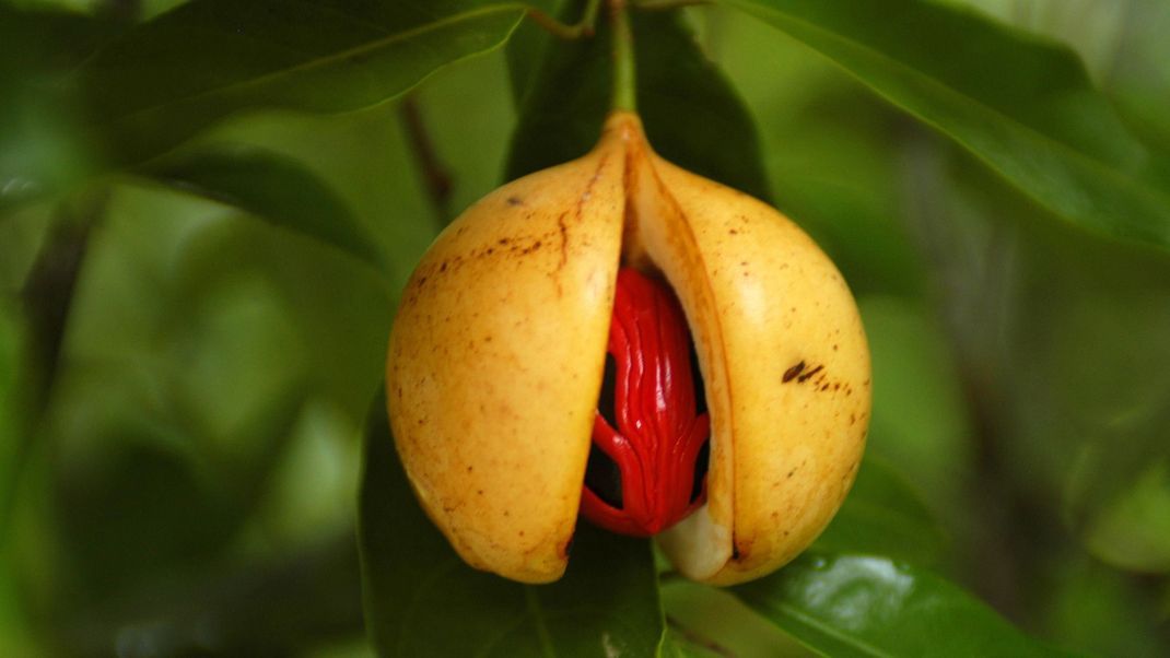 Muskatnussbäume tragen pro Jahr bis zu 1000 Früchte. Diese sehen aus wie fleischige Pfirsiche.&nbsp; Um den Samen herum, ist der rote Samenmantel gut zu erkennen.