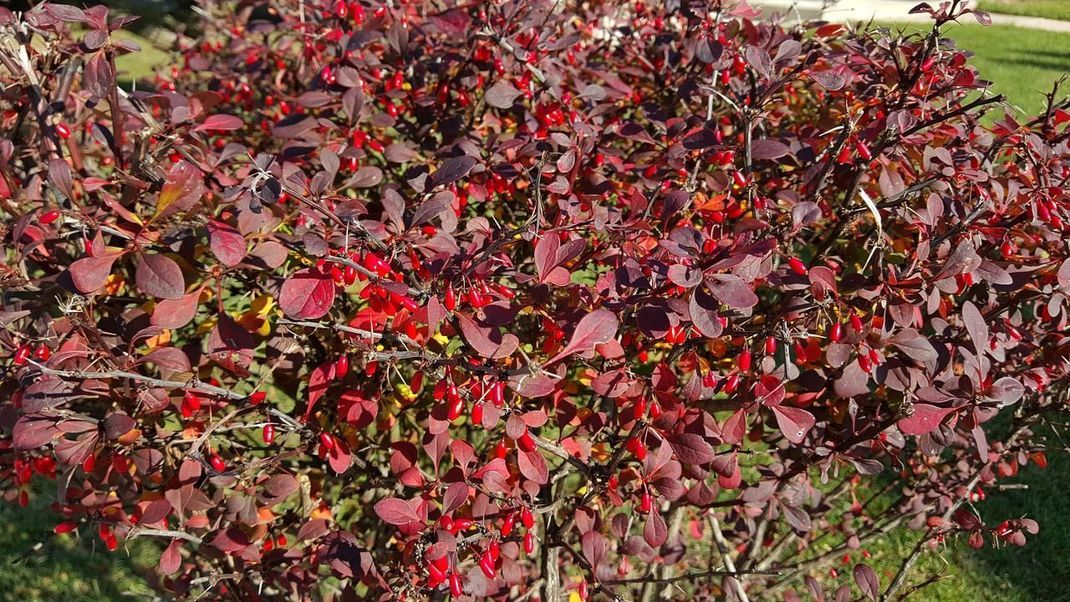 So farbenfroh leuchtet die Gemeine Berberitze im Herbst – ein schöner Hingucker im Garten.