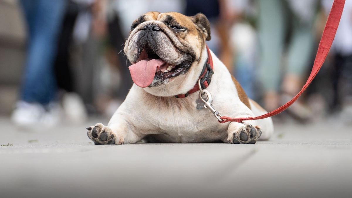 Eine Englische Bulldogge liegt hechelnd auf der Strasse