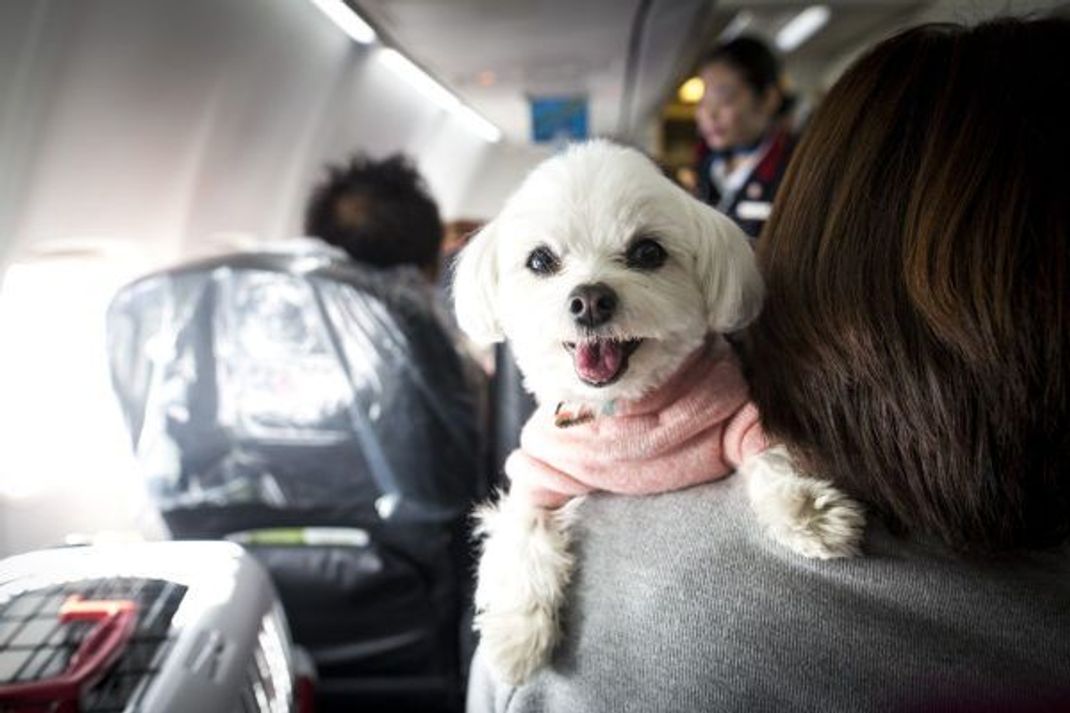 Kleine und leichte Hunde bis circa acht Kilogramm dürfen mit dir im Passagierraum befördert werden.