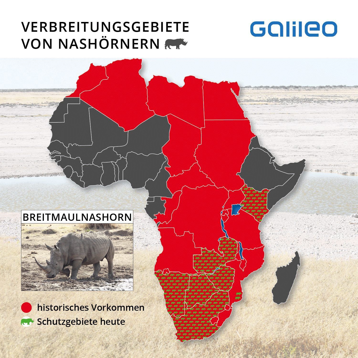 Historisch war das Breitmaulnashorn fast über den ganzen afrikanischen Kontinent verbreitet. Heute kommen die Dickhäuter nur noch in den südlichen Ländern zwischen Sambia und Südafrika vor.