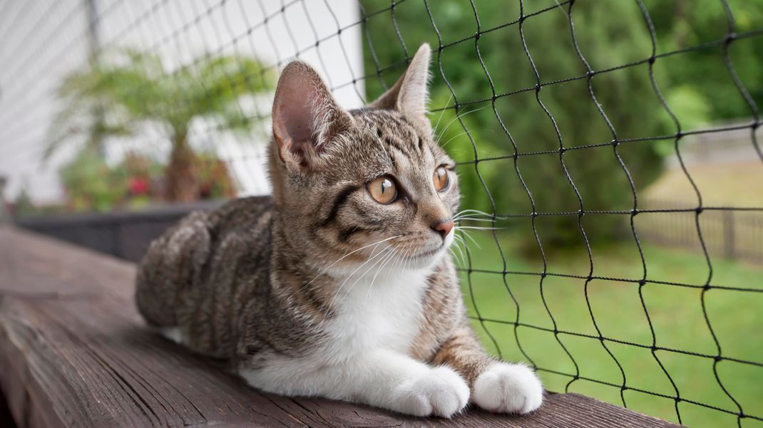 Erfahre, wie du deinen Balkon katzensicher machst.