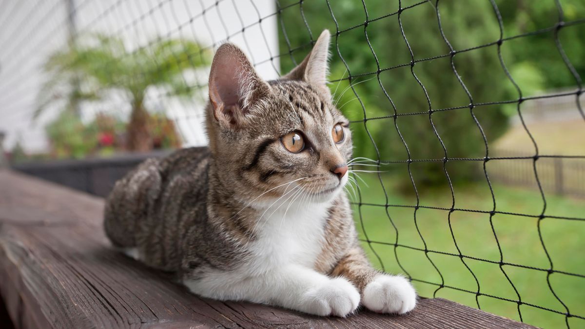 Erfahre, wie du deinen Balkon katzensicher machst.