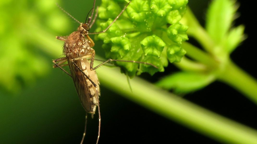 Infolge des verheerenden Hochwassers befürchten Expert:innen eine Stechmückenplage in Deutschland.